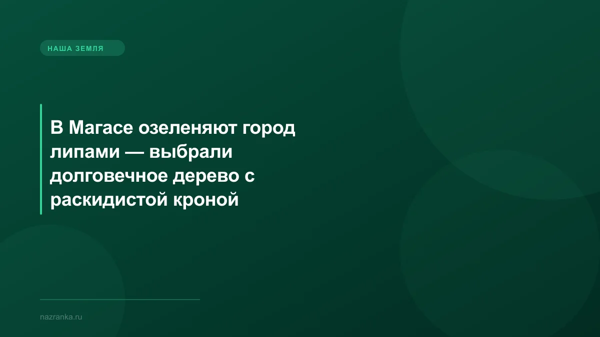 В Магасе озеленяют город липами — выбрали долговечное дерево с раскидистой кроной